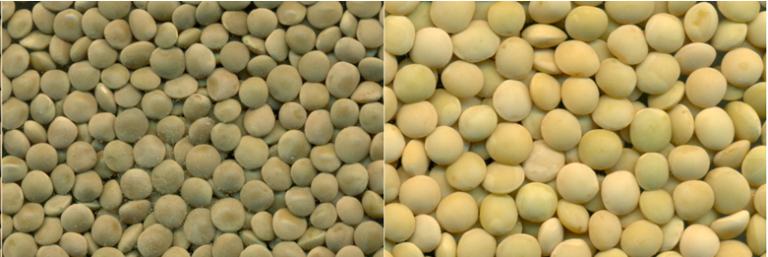 two different seed colors in lentil; predicting using machine learning