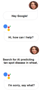 Ok Google tries to answer a question about wheat tan spot disease question