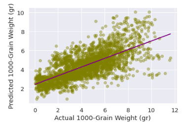 Prediction of 1000-grain weight of wheat vs. true value