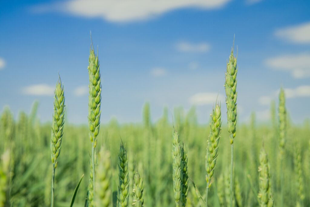 Yield and disease prediction in Wheat machine learning