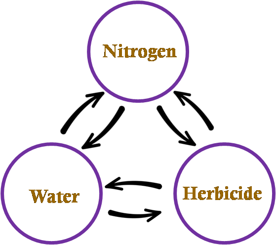 Nitrogen, water, and herbicide affecting each other and the yield