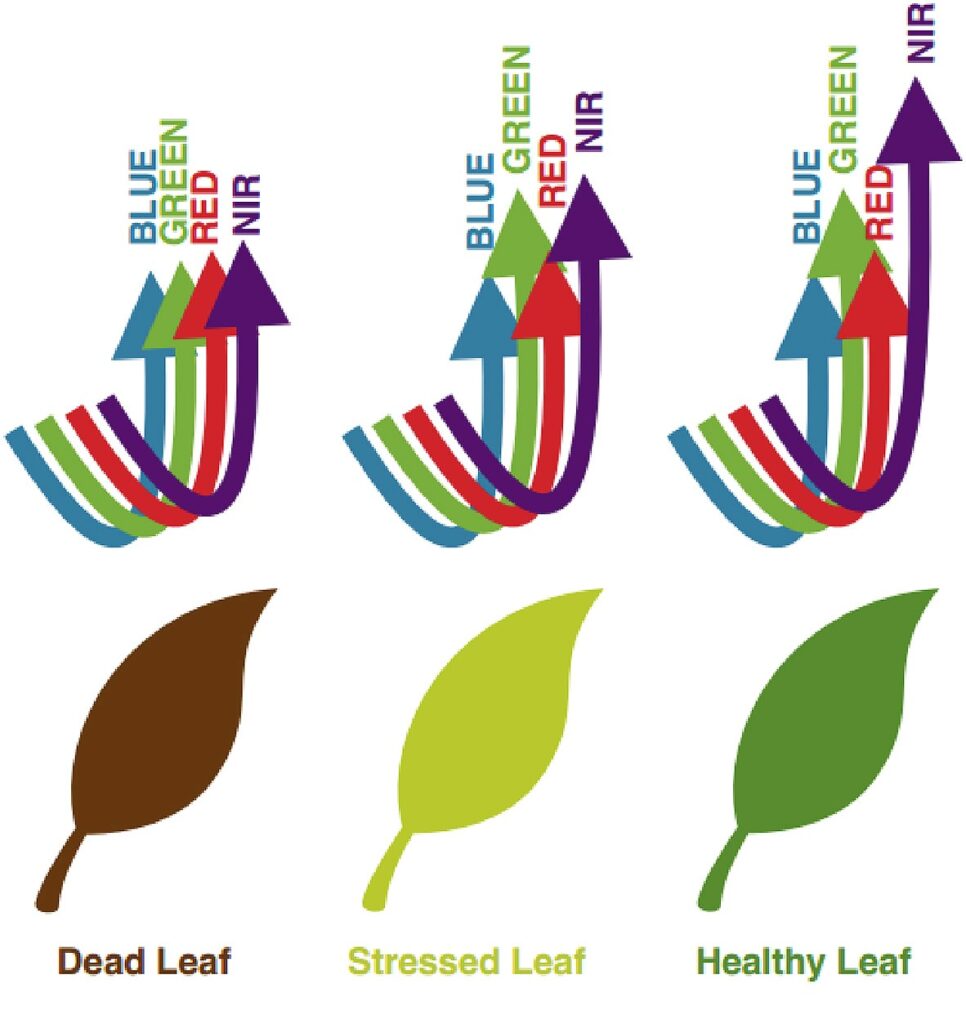 health vs unhealthy vs dead leaves