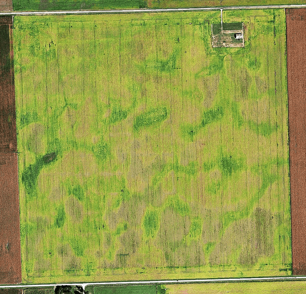 High resolution RGB satellite image (just visible light, no Near InfraRed indexing) of a corn farm before harvest season show the clear pattern of variation in productivity